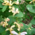Lonicera nervosa P1D
